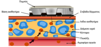 SENSOR gewebelukosemessung:  (© )